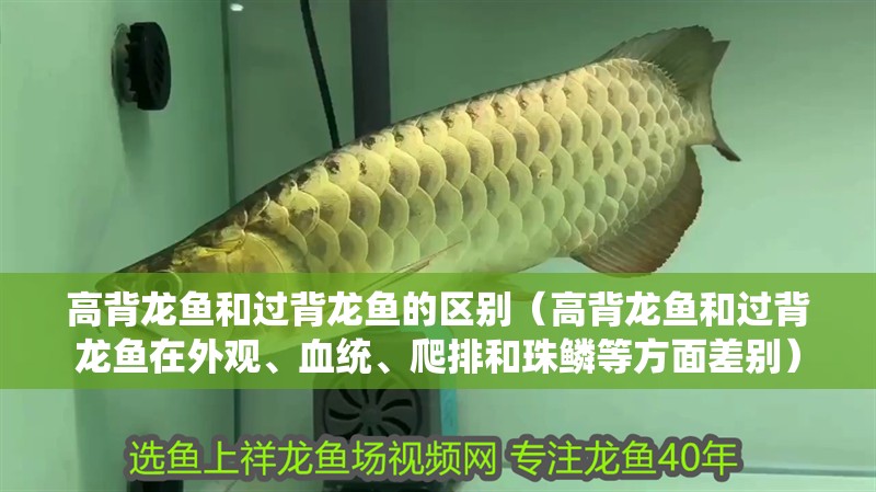 高背龍魚和過背龍魚的區別（高背龍魚和過背龍魚在外觀、血統、爬排和珠鱗等方面差別）