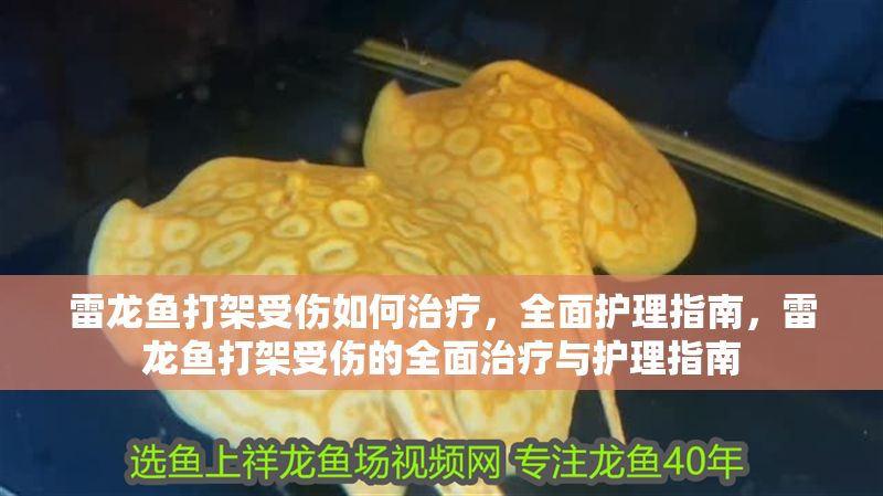 雷龍魚打架受傷如何治療，全面護(hù)理指南，雷龍魚打架受傷的全面治療與護(hù)理指南