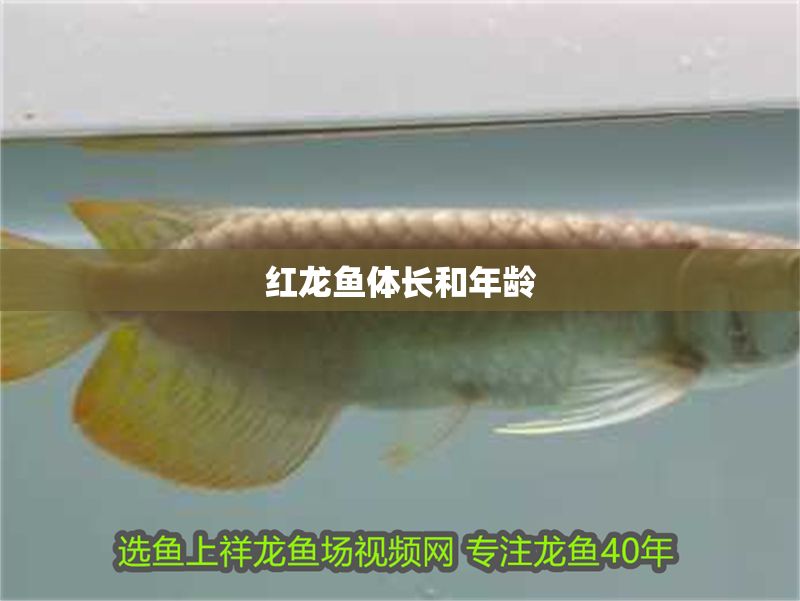紅龍魚體長和年齡 龍魚百科 第1張 紅龍魚體長和年齡 紅龍魚體長和年齡 龍魚百科 第1張
