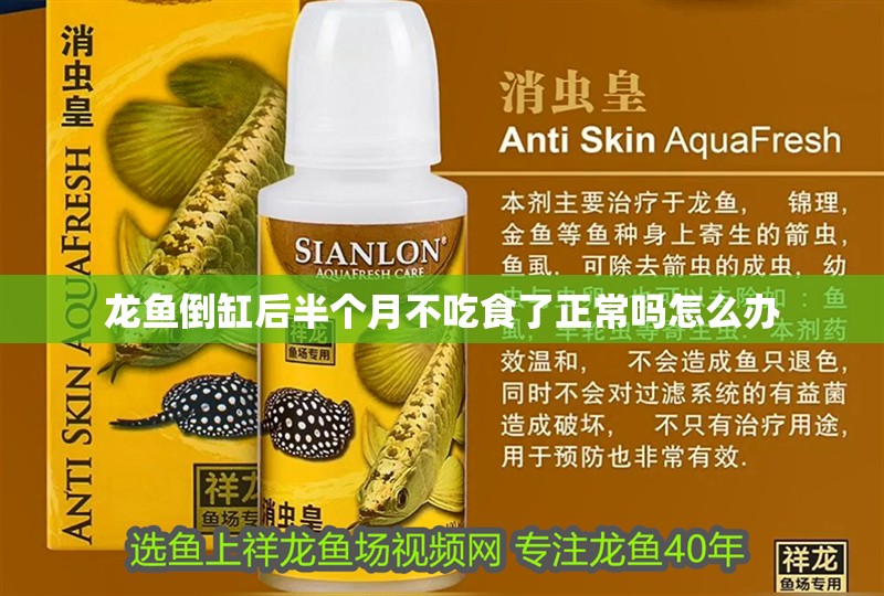 龍魚倒缸后半個月不吃食了正常嗎怎么辦 龍魚倒缸后半個月不吃食了正常嗎怎么辦 龍魚百科 第3張