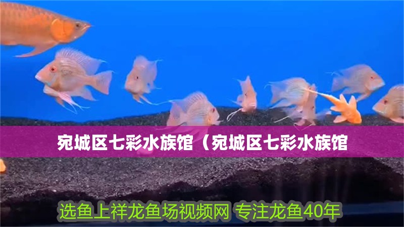 宛城區(qū)七彩水族館(宛城區(qū)七彩水族館 全國水族館企業(yè)名錄 第2張 宛城區(qū)七彩水族館(宛城區(qū)七彩水族館 宛城區(qū)七彩水族館(宛城區(qū)七彩水族館 全國水族館企業(yè)名錄 第2張