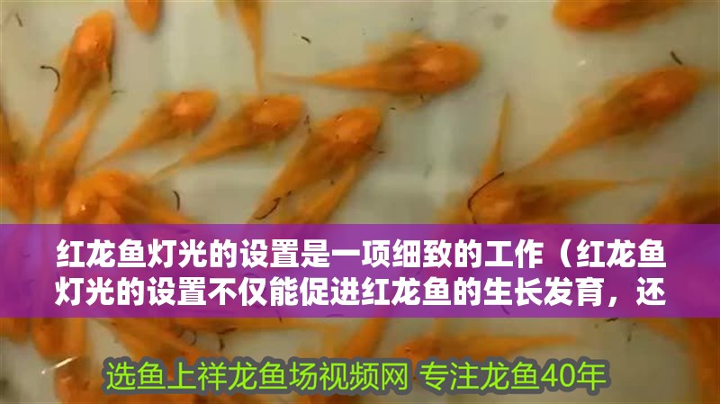紅龍魚燈光的設置是一項細致的工作（紅龍魚燈光的設置不僅能促進紅龍魚的生長發(fā)育，還能展現最佳色澤）