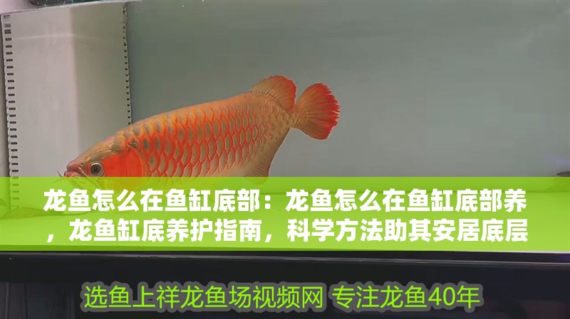 龍魚怎么在魚缸底部：龍魚怎么在魚缸底部養，龍魚缸底養護指南，科學方法助其安居底層