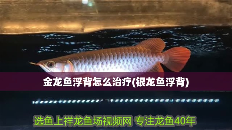 金龍魚浮背怎么治療(銀龍魚浮背) 金龍魚浮背怎么治療(銀龍魚浮背) 銀龍魚百科