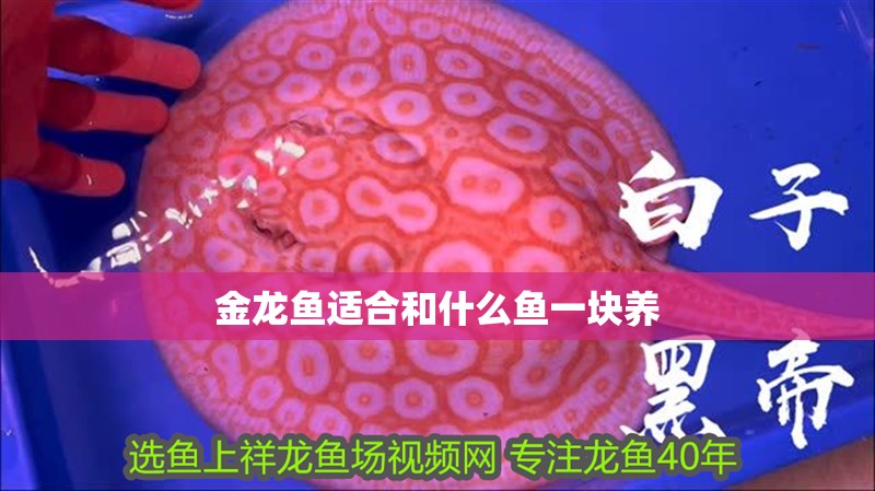 金龍魚適合和什么魚一塊養(yǎng)