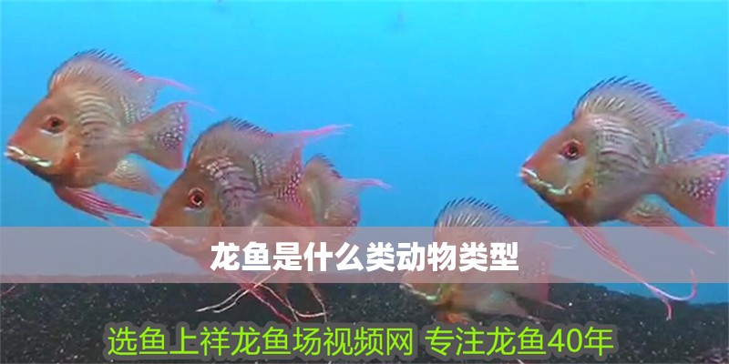 龍魚是什么類動(dòng)物類型