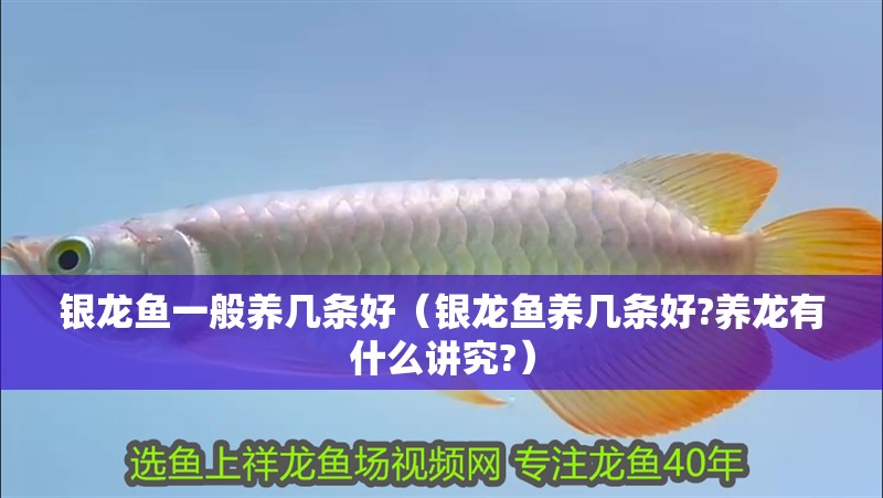 銀龍魚一般養幾條好（銀龍魚養幾條好?養龍有什么講究?）