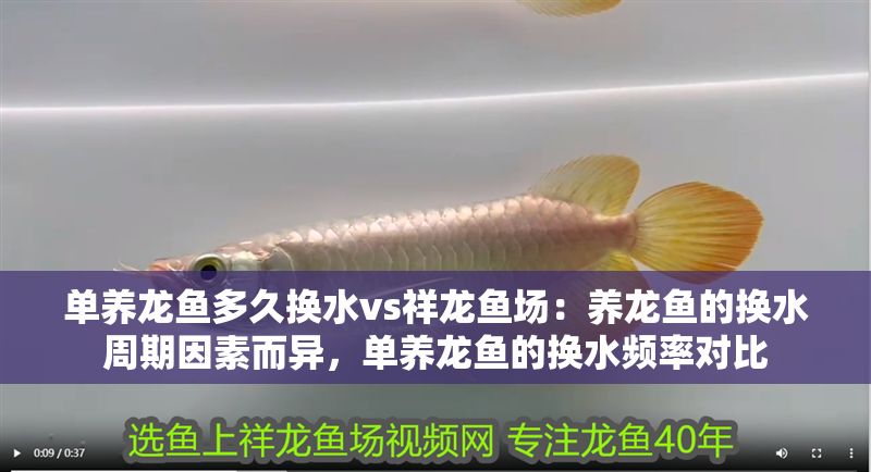 單養(yǎng)龍魚多久換水vs祥龍魚場(chǎng)：養(yǎng)龍魚的換水周期因素而異，單養(yǎng)龍魚的換水頻率對(duì)比
