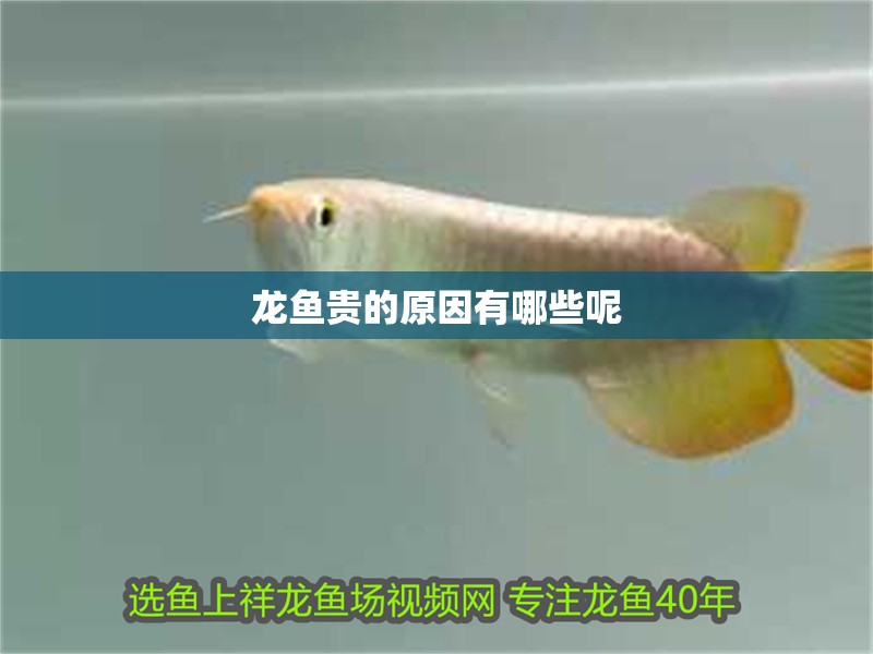 龍魚貴的原因有哪些呢