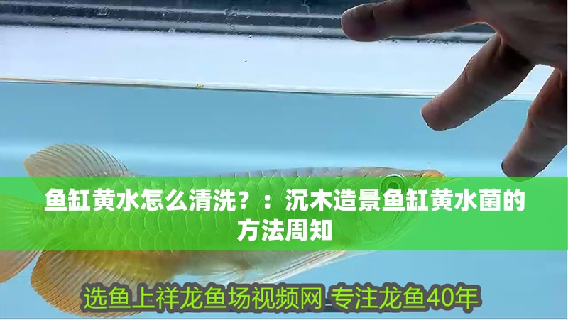 魚缸黃水怎么清洗？：沉木造景魚缸黃水菌的方法周知 魚缸黃水怎么清洗？：沉木造景魚缸黃水菌的方法周知 魚缸百科