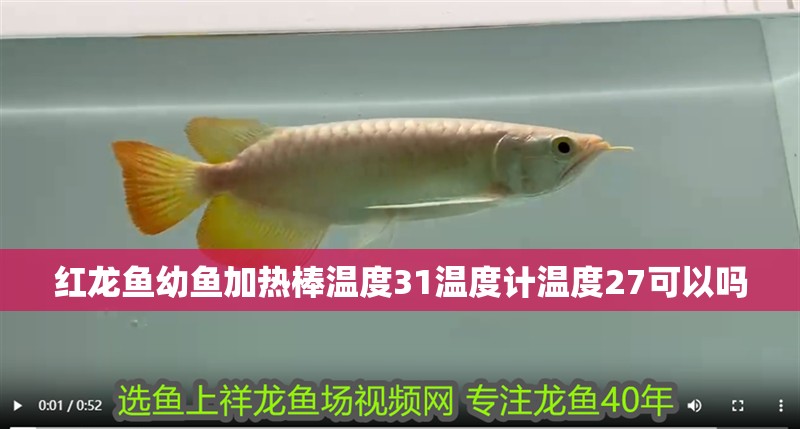紅龍魚幼魚加熱棒溫度31溫度計溫度27可以嗎 紅龍魚幼魚加熱棒溫度31溫度計溫度27可以嗎 龍魚百科 第4張