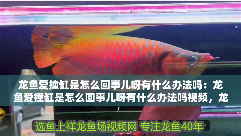 龍魚愛撞缸是怎么回事兒呀有什么辦法嗎：龍魚愛撞缸是怎么回事兒呀有什么辦法嗎視頻，龍魚頻繁撞缸原因解析及有效