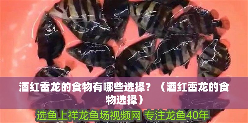 酒紅雷龍的食物有哪些選擇？（酒紅雷龍的食物選擇）