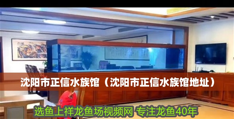 沈陽市正信水族館（沈陽市正信水族館地址）