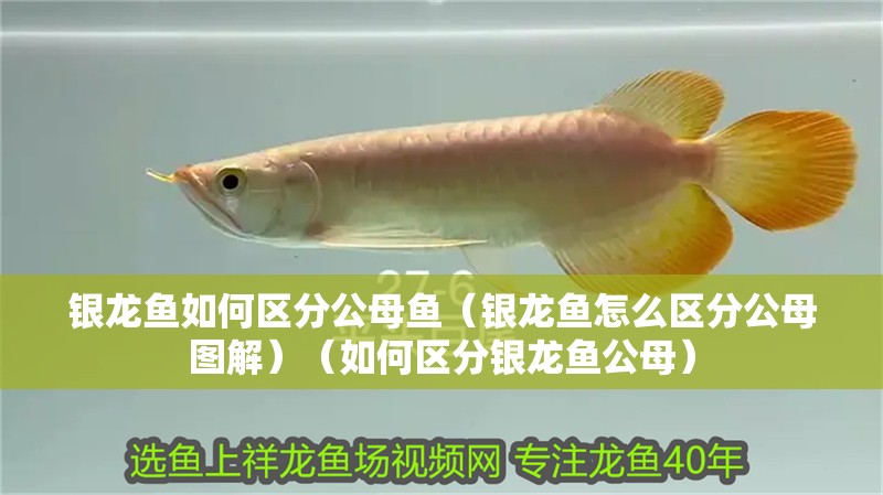 銀龍魚如何區(qū)分公母魚（銀龍魚怎么區(qū)分公母圖解）（如何區(qū)分銀龍魚公母）