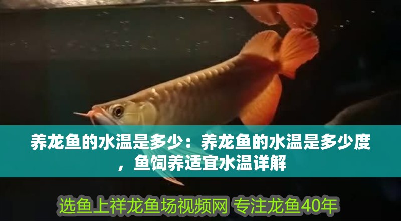 養龍魚的水溫是多少:養龍魚的水溫是多少度,魚飼養適宜水溫詳解 水族問答 養龍魚的水溫是多少:養龍魚的水溫是多少度,魚飼養適宜水溫詳解 養龍魚的水溫是多少:養龍魚的水溫是多少度,魚飼養適宜水溫詳解 水族問答