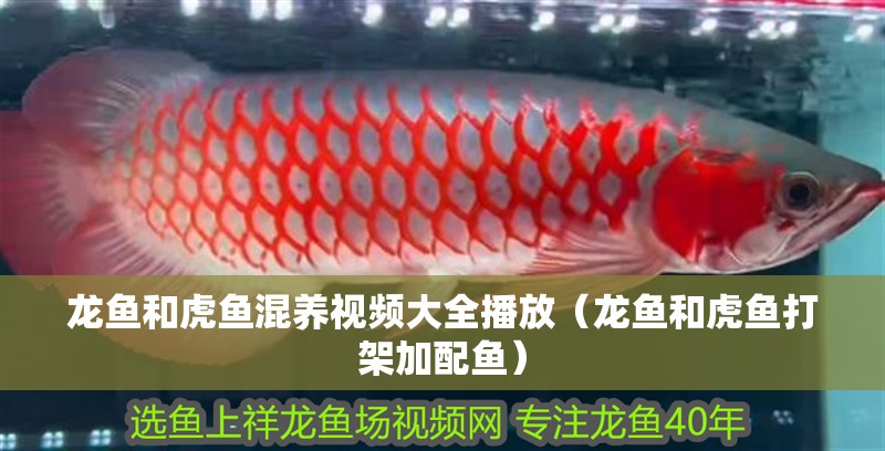 龍魚和虎魚混養視頻大全播放（龍魚和虎魚打架加配魚） 龍魚和虎魚混養視頻大全播放（龍魚和虎魚打架加配魚） 虎魚百科