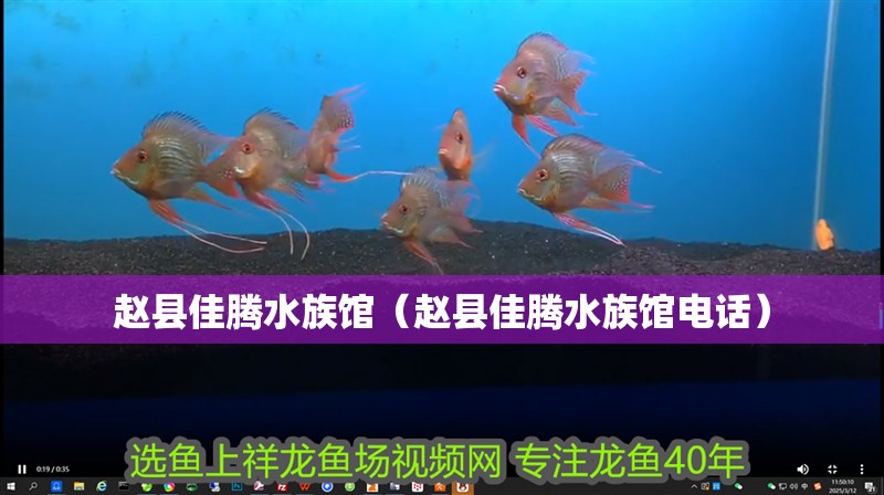 趙縣佳騰水族館（趙縣佳騰水族館電話） 趙縣佳騰水族館（趙縣佳騰水族館電話） 全國水族館企業(yè)名錄 第2張
