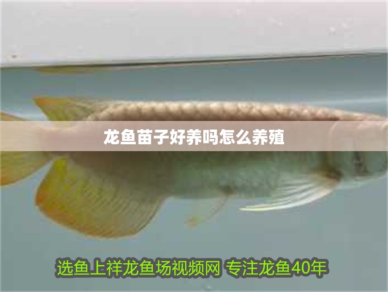 龍魚苗子好養嗎怎么養殖 龍魚苗子好養嗎怎么養殖 龍魚百科 第2張