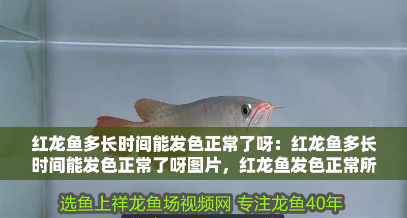 紅龍魚多長時間能發(fā)色正常了呀：紅龍魚多長時間能發(fā)色正常了呀圖片，紅龍魚發(fā)色正常所需時長全