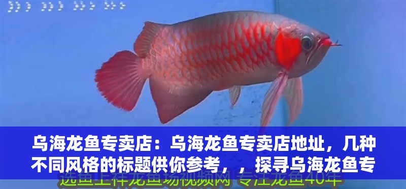 烏海龍魚專賣店：烏海龍魚專賣店地址，幾種不同風格的標題供你參考，，探尋烏海龍魚專賣店具體地址！，速看！烏海龍魚專賣店在哪里？，解鎖烏海龍 烏海龍魚專賣店：烏海龍魚專賣店地址，幾種不同風格的標題供你參考，，探尋烏海龍魚專賣店具體地址！，速看！烏海龍魚專賣店在哪里？，解鎖烏海龍 水族問答