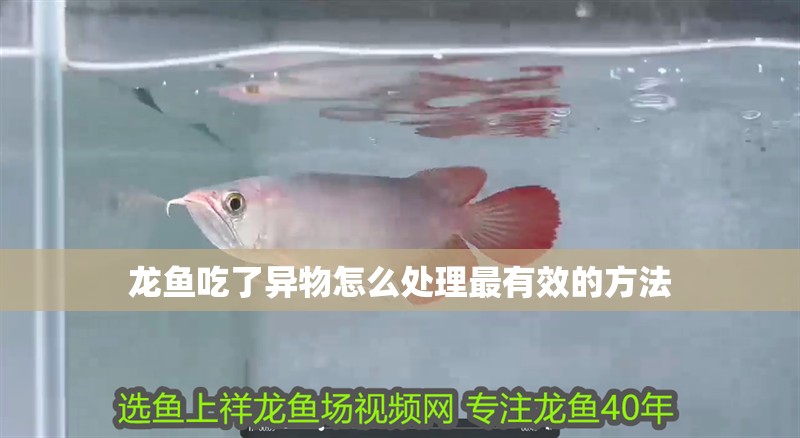 龍魚吃了異物怎么處理最有效的方法 龍魚百科 第4張 龍魚吃了異物怎么處理最有效的方法 龍魚吃了異物怎么處理最有效的方法 龍魚百科 第4張