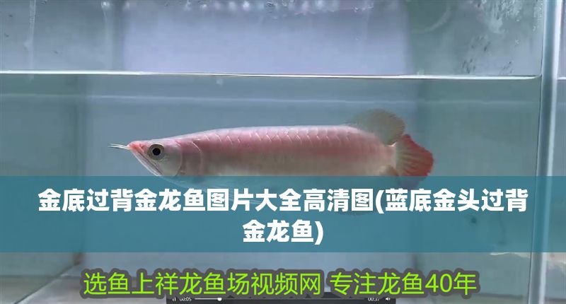 金底過背金龍魚圖片大全高清圖(藍底金頭過背金龍魚)