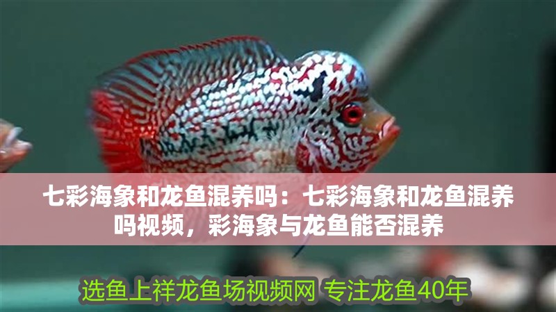 七彩海象和龍魚混養(yǎng)嗎:七彩海象和龍魚混養(yǎng)嗎視頻,彩海象與龍魚能否混養(yǎng) 水族問答 七彩海象和龍魚混養(yǎng)嗎:七彩海象和龍魚混養(yǎng)嗎視頻,彩海象與龍魚能否混養(yǎng) 七彩海象和龍魚混養(yǎng)嗎:七彩海象和龍魚混養(yǎng)嗎視頻,彩海象與龍魚能否混養(yǎng) 水族問答