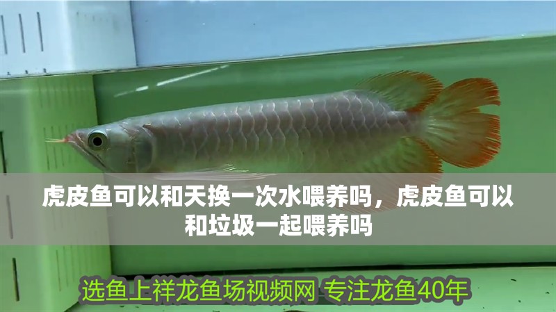 虎皮魚可以和天換一次水喂養(yǎng)嗎，虎皮魚可以和垃圾一起喂養(yǎng)嗎