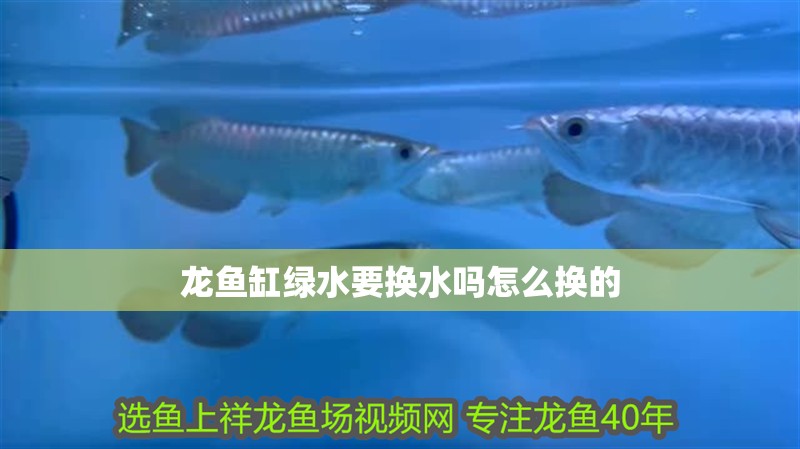 龍魚缸綠水要換水嗎怎么換的