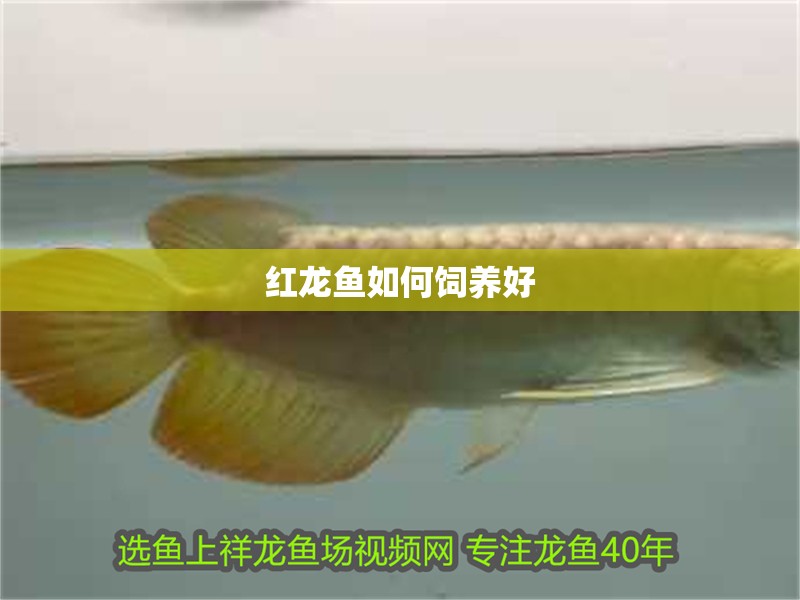 紅龍魚(yú)如何飼養(yǎng)好