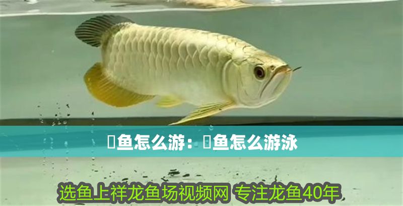 魟魚怎么游：魟魚怎么游泳