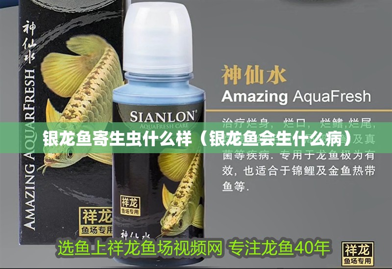 銀龍魚寄生蟲什么樣（銀龍魚會生什么病）
