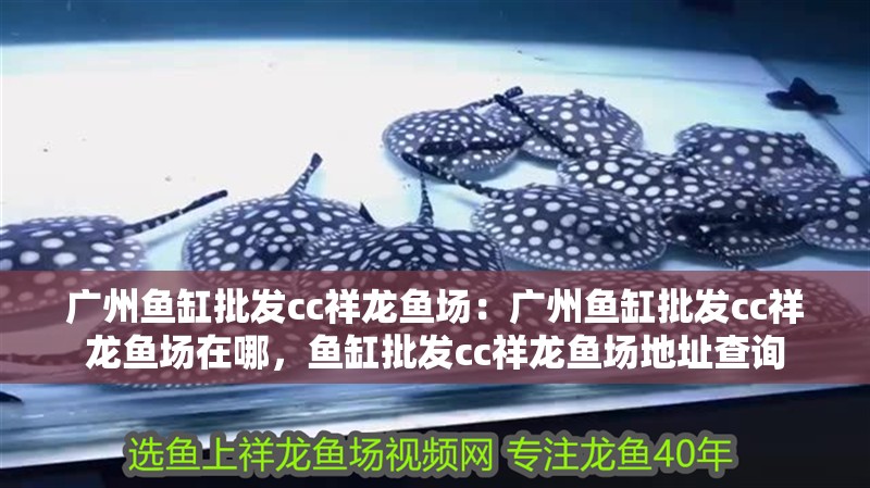 廣州魚缸批發cc祥龍魚場：廣州魚缸批發cc祥龍魚場在哪，魚缸批發cc祥龍魚場地址查詢