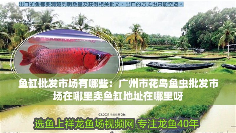 魚缸批發市場有哪些：廣州市花鳥魚蟲批發市場在哪里賣魚缸地址在哪里呀