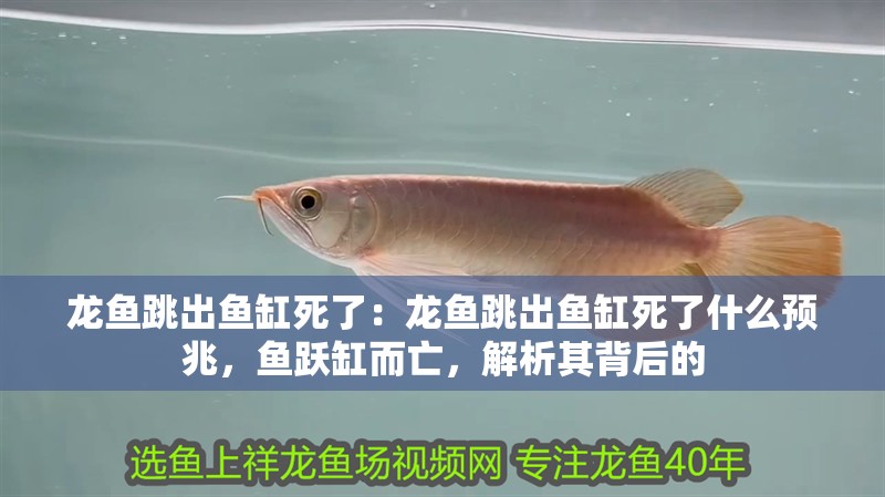 龍魚跳出魚缸死了：龍魚跳出魚缸死了什么預兆，魚躍缸而亡，解析其背后的