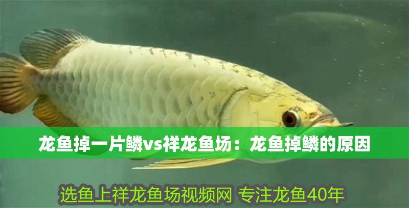 龍魚掉一片鱗vs祥龍魚場：龍魚掉鱗的原因