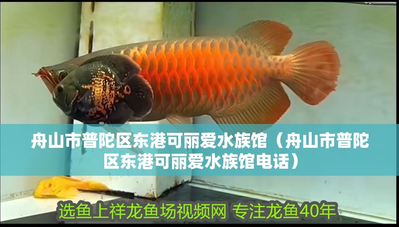 舟山市普陀區東港可麗愛水族館（舟山市普陀區東港可麗愛水族館電話）
