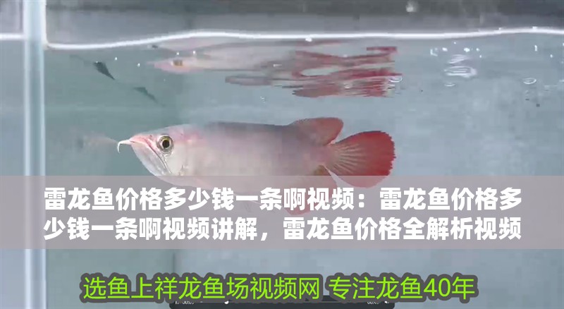雷龍魚價格多少錢一條啊視頻：雷龍魚價格多少錢一條啊視頻講解，雷龍魚價格全解析視頻，一條