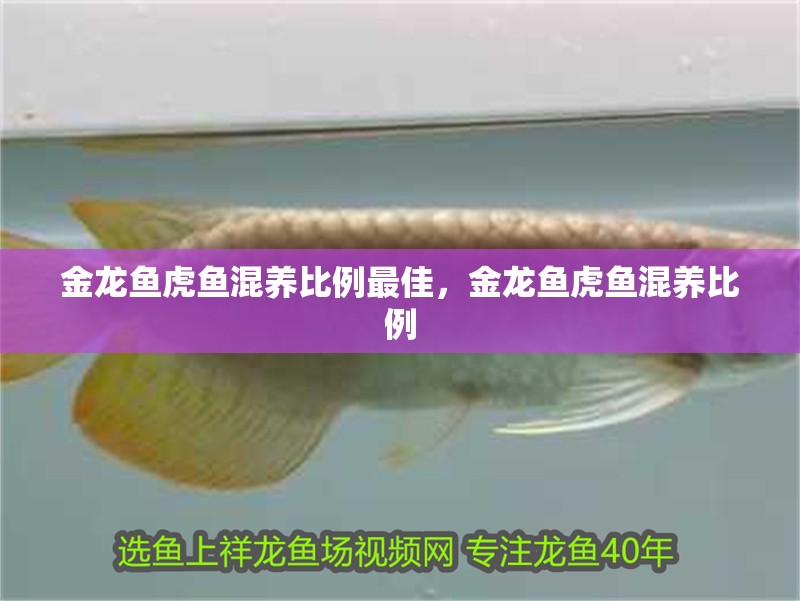 金龍魚虎魚混養比例最佳，金龍魚虎魚混養比例 金龍魚虎魚混養比例最佳，金龍魚虎魚混養比例 虎魚百科