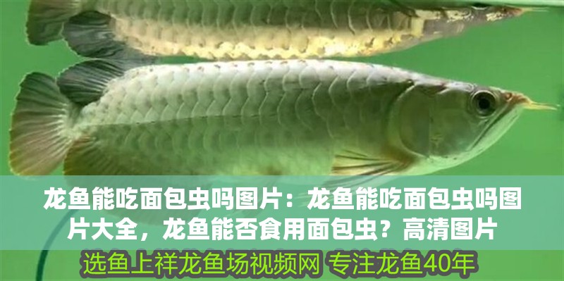 龍魚能吃面包蟲嗎圖片：龍魚能吃面包蟲嗎圖片大全，龍魚能否食用面包蟲？高清圖片