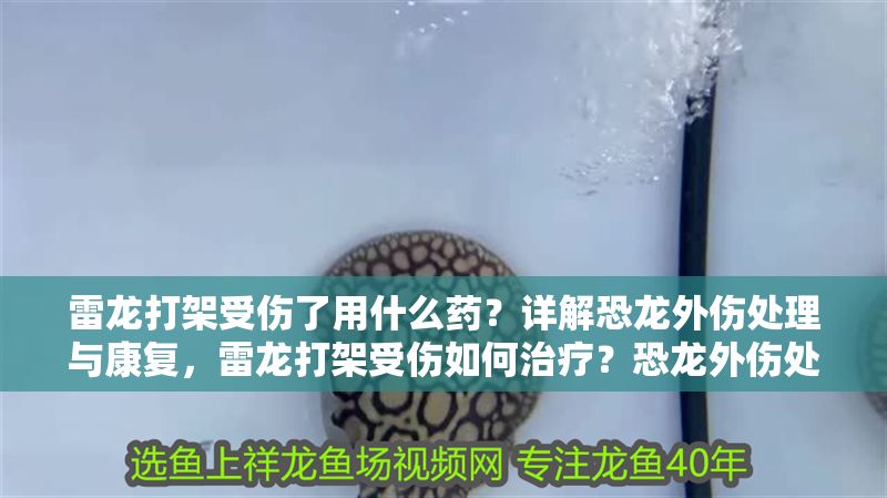 雷龍打架受傷了用什么藥？詳解恐龍外傷處理與康復，雷龍打架受傷如何治療？恐龍外傷處理與康復指南