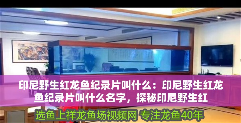 印尼野生紅龍魚(yú)紀(jì)錄片叫什么：印尼野生紅龍魚(yú)紀(jì)錄片叫什么名字，探秘印尼野生紅