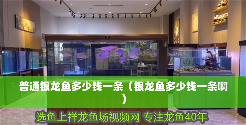 普通銀龍魚多少錢一條（銀龍魚多少錢一條啊）