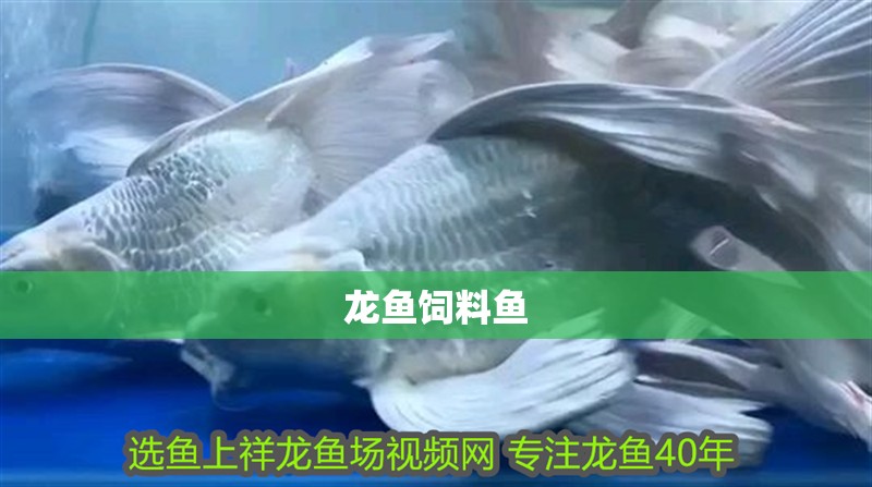 龍魚飼料魚