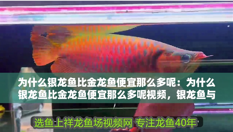 為什么銀龍魚比金龍魚便宜那么多呢：為什么銀龍魚比金龍魚便宜那么多呢視頻，銀龍魚與金龍魚價格差異
