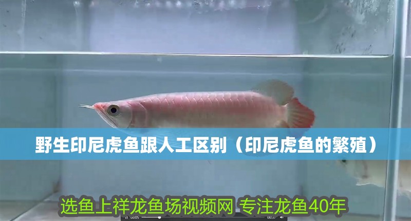 野生印尼虎魚跟人工區別（印尼虎魚的繁殖）