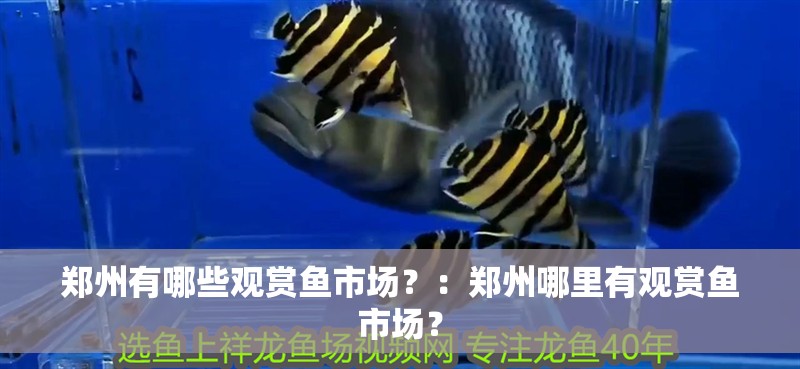 鄭州有哪些觀賞魚市場？：鄭州哪里有觀賞魚市場？
