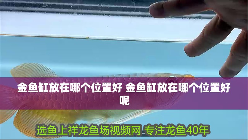 金魚缸放在哪個位置好 金魚缸放在哪個位置好呢 金魚缸放在哪個位置好 金魚缸放在哪個位置好呢 虎魚百科