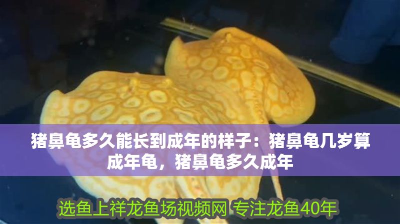 豬鼻龜多久能長(zhǎng)到成年的樣子：豬鼻龜幾歲算成年龜，豬鼻龜多久成年